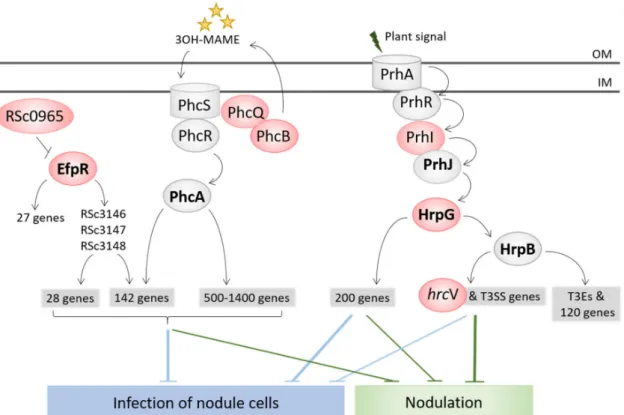 Figure 3. Adaptation to endosymbiosis mainly occurred through regulatory rewiring. Genes mutated in the experiment are indicated in red