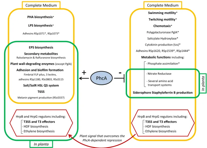 Fig. 1. Overview of the R. solanacearum traits regulated by PhcA based on transcriptomic analyses.