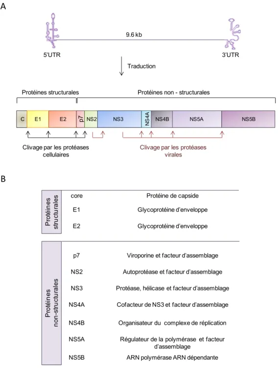 Figure 4. Le génome du HCV et ses protéines virales.  (A)  Le génome du HCV code pour une  polyprotéine précurseur, qui est ensuite prise en charge par des protéases cellulaires et virales