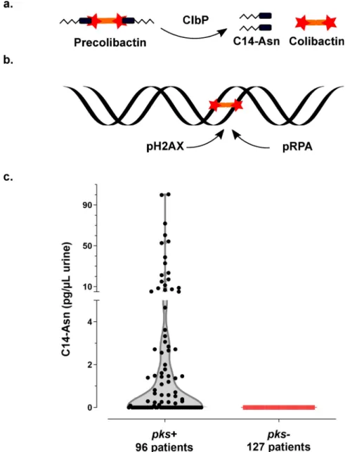 Fig 1. Synthesis of the genotoxin, colibactin, releases the C14-Asn metabolite detected in the urine of patients with UTI