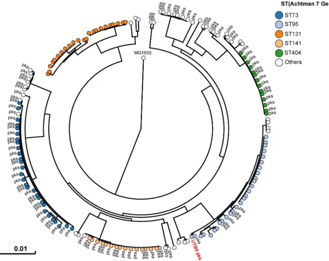 Fig 2. Human pks+ UPEC belong to major lineages of extraintestinal pathogenic E. coli from phylogroup B2