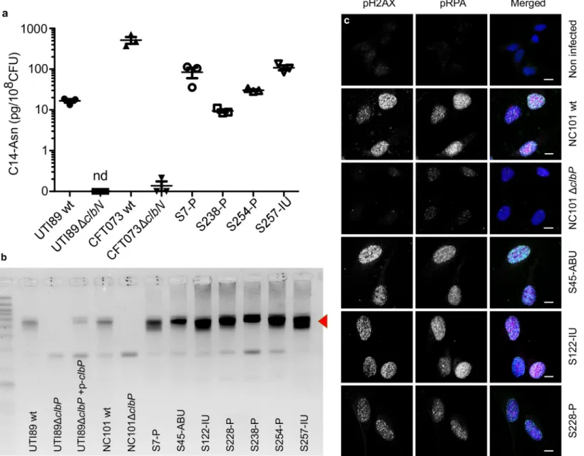 Fig 3. The archetypal cystitis E. coli strain UTI89 and clinical pks+ UPEC isolates produce colibactin and induce DNA damage