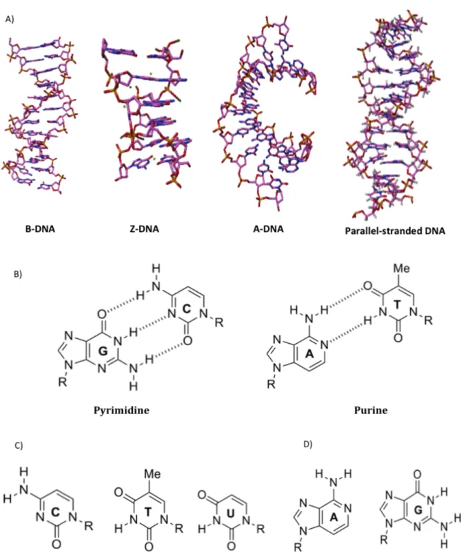 Figure 1.1: Nucleic acids components &amp; different duplex DNA structures. (A) Models of the A, B and Z DNA
