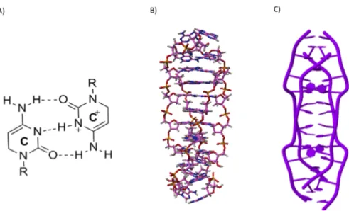 Figure 1.3: I-motif DNA structure. (A) A hemiprotonated cytosine–cytosine+ base pair. (B &amp;