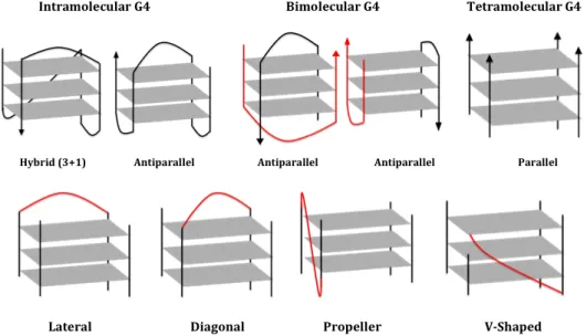 Figure 1.5: G-quadruplex polymorphism. Schematic representation of different G4 conformations according to the molecularity (intra-, bi-and tetra-molecular), strand orientations (parallel, anti-parallel and hybrid (3+1)) (top)