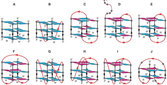 Figure 1.7: Schematic structure of human telomeric G-quadruplexes. (A) Tetrameric parallel-stranded G4 observed for the single-repeat human telomeric sequences d(TTAGGG) and d(TTAGGGT) in K + solution