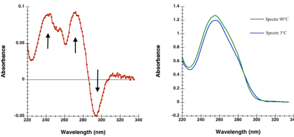 Figure 3.1: Thermal Difference Spectrum (TDS). (right) Subtracting the high-temperature ab- ab-sorbance spectra (green) by those at low temperature (blue) allows to obtain a TDS spectrum (left) with the characteristic peaks of the oligonucleotide studied s