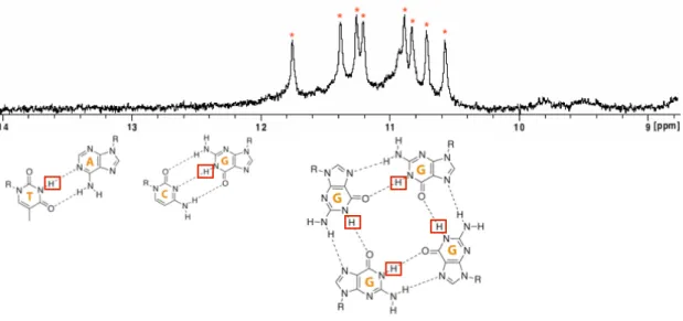 Figure 3.4: Principle of 1D NMR spectra interpretation. The imino peaks between 12 and 14 ppm are characteristic of Watson-Crick base-pair AT (13-14 ppm) and GC (12-13 ppm) formation, while the presence of peaks between 10 and 12 ppm indicates the presence