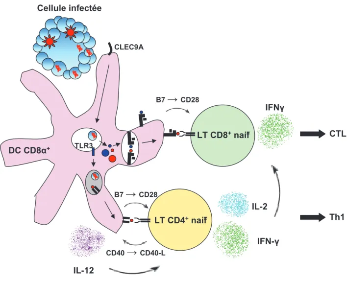Figure 3 : Mécanisme d’induction d’immunité par les DC CD8 g +