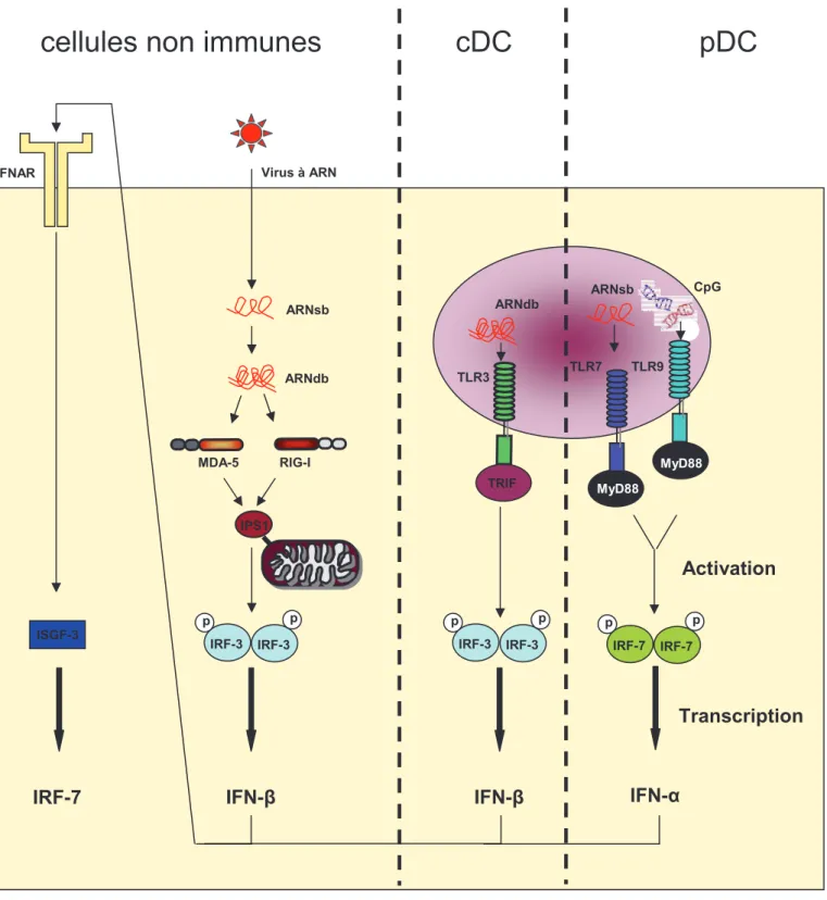 Figure 5 : Régulation précoce de la synthèse d’IFN de type I en réponse à une stimulation virale selon les types cellulaires.