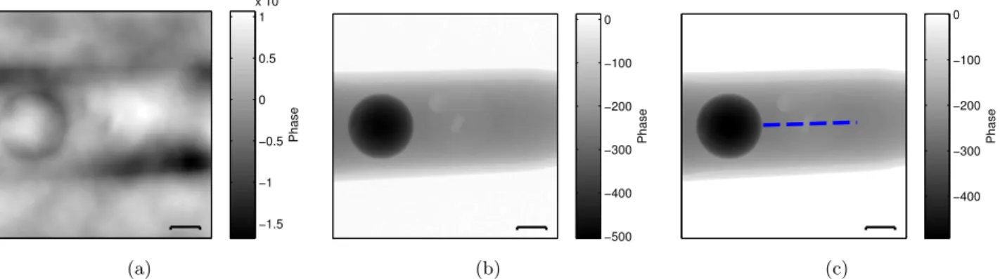 Figure 3. Experimental results of a rubber and nylon sphere in a water-filled test tube, showing (a) a Tikhonov regu- regu-larized direct inversion of TIE, (b) a single-shot reconstruction using the phase attenuation duality, and (c) an iterative reconstru