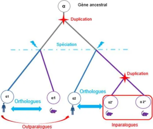 Figure 2-2 Représentation schématique des relations de paralogie. Les deux catégories de paralogues  (outparalogues et inparalogues) sont définies par rapport à un événement de spéciation, ici entre l'homme  et la souris