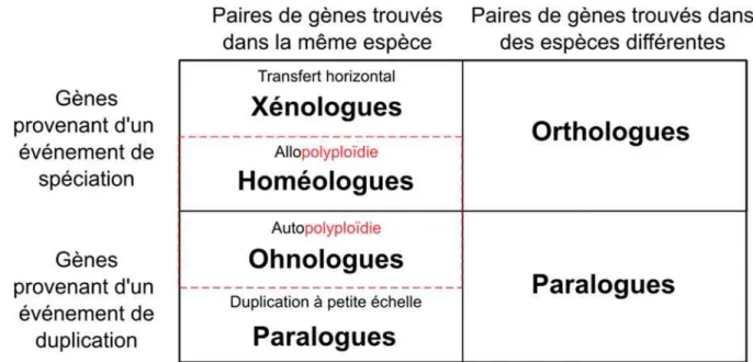 Figure 2-3 Résumé schématique des catégories d'homologues. Ces classes sont définies en fonction  de  l'évènement  qui  les  sépare  et  le  contexte  dans  lequel  on  les  retrouve