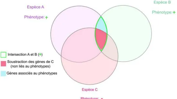 Figure 2-7  Association soustractive. Le diagramme de Venn montre les intersections des répertoires  de gènes de trois espèces possédant (+) ou non (-) un phénotype d'intérêt