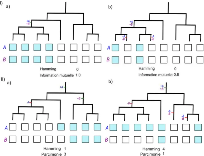 Figure 2-9  Influence de la non-indépendance sur les méthodes naïves. (I) Dans le cas de figure a,  deux gènes sont présents dans la moitié des espèces considérées, suite à un événement de gain, et les  méthodes de Hamming et d’Information Mutuelle indique