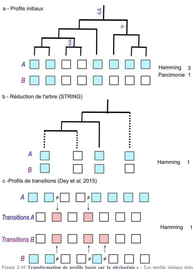 Figure  2-10  Transformation  de  profils  basés  sur  la  phylogénie.a  -  Les  profils  initiaux  présence- présence-absence des gènes A et B, et leur histoire évolutive respective