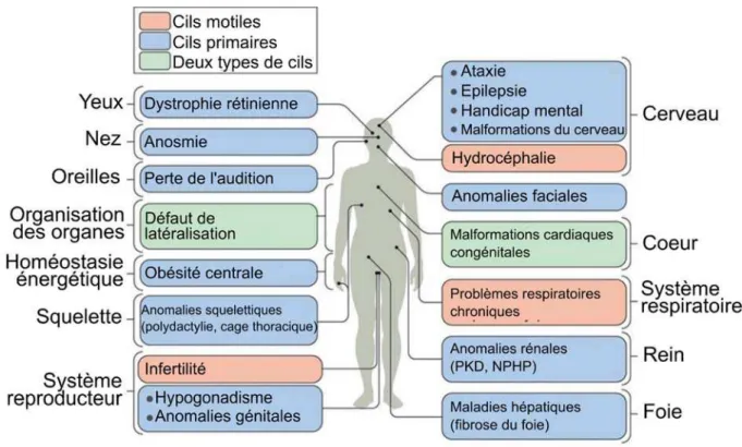 Figure 2-13 Diversité des symptômes associés aux ciliopathies. Les différents phénotypes impliquent  de nombreux organes ou processus biologiques et sont différents selon que la ciliopathie touche le cil  motile ou le cil primaire, sensoriel