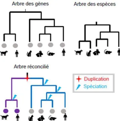 Figure 3-3 Réconciliation de l’arbre des gènes et de l’arbre des espèces. La réconciliation consiste à  identifier les différents événements de duplication et de spéciation dans l’arbre des gènes