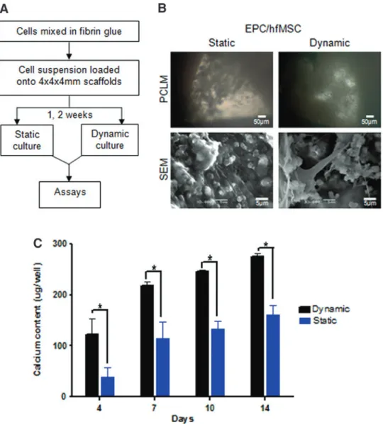 FIG. 3. Dynamic bioreactor culture of EPC/hfMSC constructs induced greater mineralization, but did not exhibit vessel- vessel-forming ability in vitro as compared to static culture
