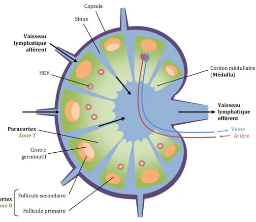 Figure  2 : St u tu e d’u  ga glio . Le ganglion est  irrigué  par des canaux lymphatiques afférents  ui  drai e t  les  ellules  a éreuses  et  de driti ues  des  tissus  jus u’au  iveau  des  folli ules  primaires situés dans le cortex