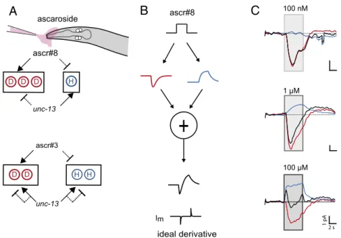Fig. 7. A combination of fast excitation and slow inhibition could allow CEM to serve as a signal differentiator at optimal concentrations
