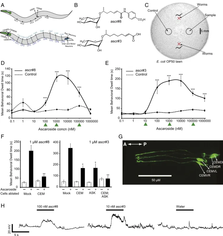 Fig. 1. Male-specific CEM neurons respond to multiple sex-specific ascarosides. (A) Sex-specific neurons in hermaphrodites (Top) and male C