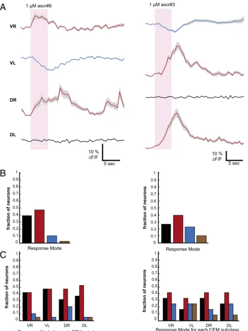Fig. 4. GCaMP imaging corroborates heterogeneity of CEM responses to ascarosides within individual worms and within CEM subclasses