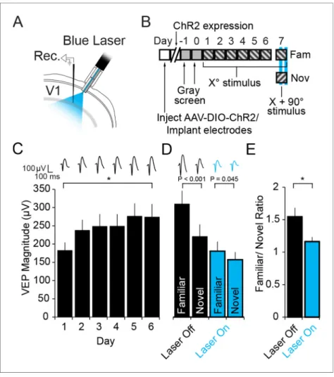 Figure 5. Optogenetic stimulation of PV+ inhibitory neurons prevents SRP expression. (A) Blue light was delivered locally into V1 via optic fibers chronically implanted at a 45 ˚ angle to target the VEP recording site in layer 4 of binocular V1 of PV-Cre m