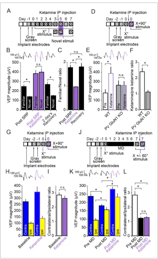 Figure 7. Ketamine prevents expression of SRP through blockade of NMDA receptors expressed in parvalbumin+