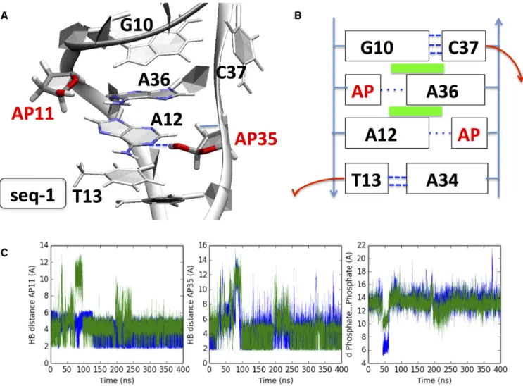Figure 3. (A) Cartoon representation of the final structure obtained after 400 ns for seq-1