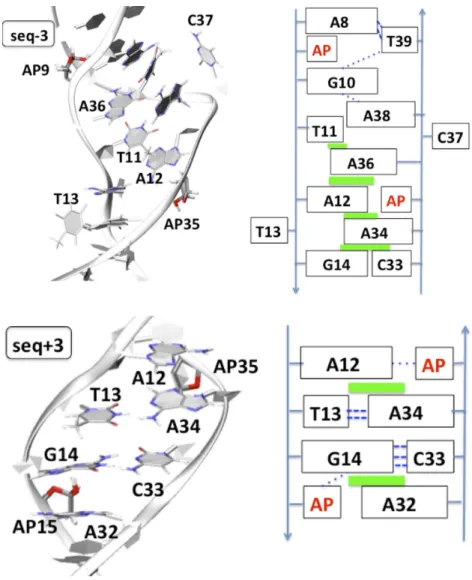 Figure 5. Cartoon representation of the final structure obtained after 400 ns for seq − 3 (top) and seq+3 (bottom)