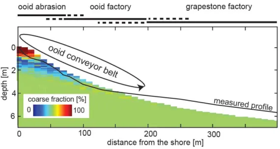 Figure 10.  Conceptual  model for  the  formation  of  ooid  and  grapestones.  The  ooid  factory,  where  much  ooid  accretion  occurs,  is  located  in  the  upper  shoreface,  but  outside  the  surf  zone