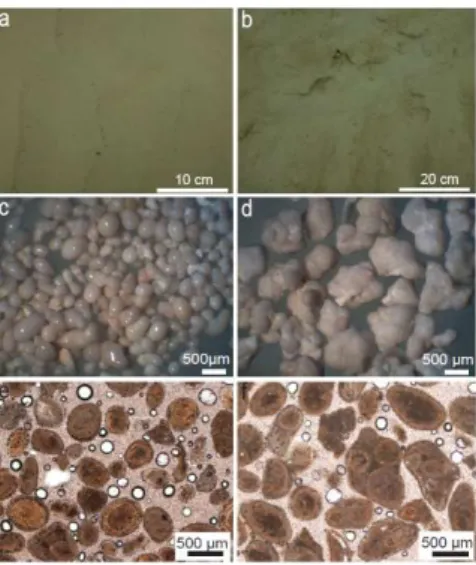 Figure  3.  Photographs  of  the  seafloor  in  Pigeon  Cay  and  photomicrographs  of  ooids  and  grapestones
