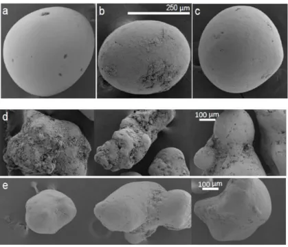 Figure 5. Representative SEM images of ooids in the 250–500 µm diameter range from two locations  along the transect