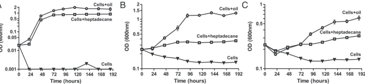 Fig. 1. Hydrocarbon-degrading bacteria can grow on both oil and heptadecane. Growth of (A) Alcanivorax borkumensis SK2, (B) Acinetobacter baylyi ADP1, and (C ) Marinobacter aquaolei VT8 in ASW medium (triangles), ASW medium with heptadecane (7.77 mg/mL) (s