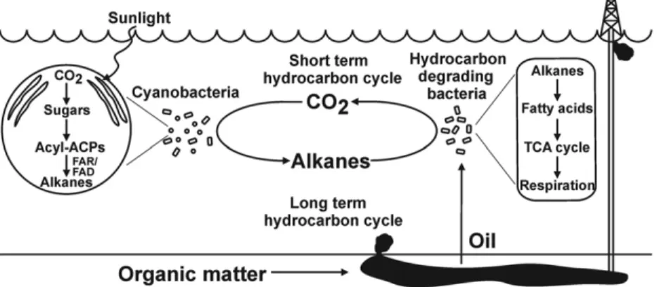 Fig. 3. The hydrocarbon cycle. A schematic representation of the short-term hydrocarbon cycle, which occurs over days, and the long-term hydrocarbon cycle, which takes place over thousands to millions of years