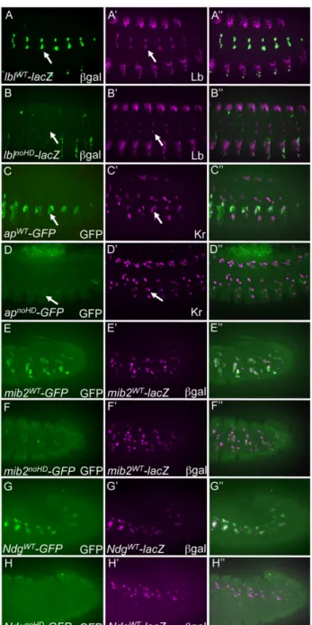 Figure 2.  Functional requirements for HD binding sites in all tested mesodermal enhancers