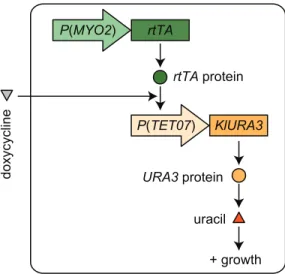 Figure 2.1: Schematic of the underlying genetic system.