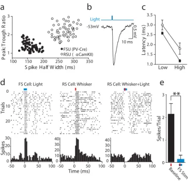 Figure 2. Light-evoked activity in fast-spiking, PV +  inhibitory interneurons suppresses sensory  processing in nearby excitatory neurons