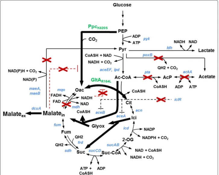 Fig. 1  Relevant metabolic pathways during aerobic production of malate in Escherichia coli