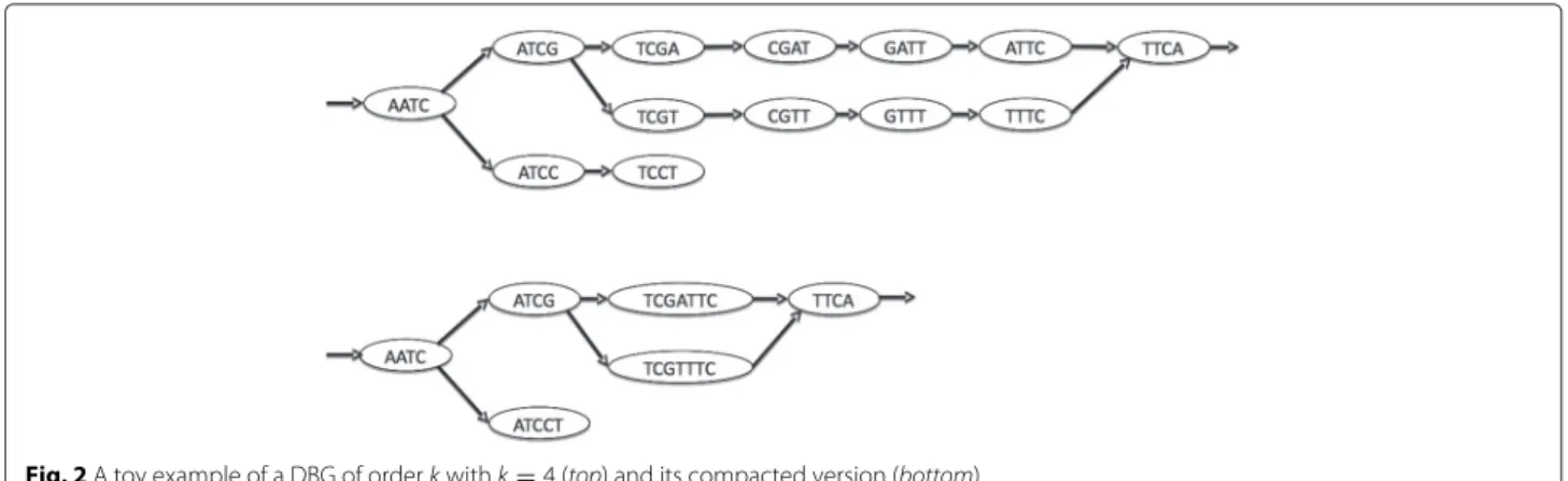 Fig. 2 A toy example of a DBG of order k with k = 4 (top) and its compacted version (bottom)