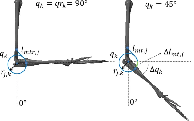 Figure 3: Musculotendon geometric model