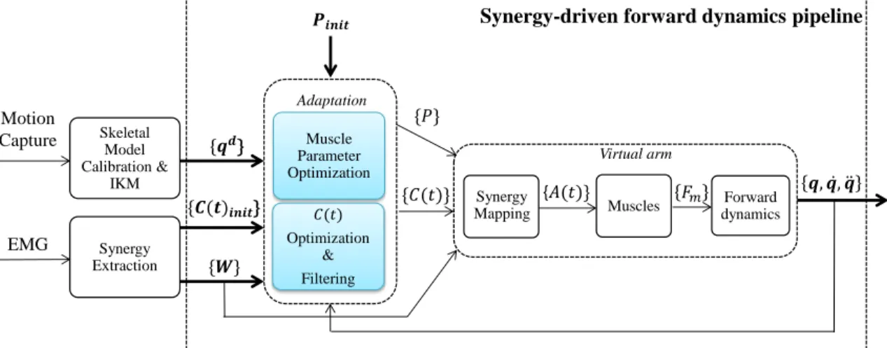 Figure 4: Synergy-driven forward dynamics pipeline