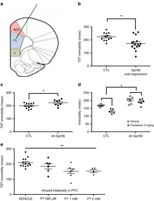 Fig. 3 Gpr56 regulates depressive-like behaviors. a Mice were injected bilaterally in the pre-frontal cortex with control (CTL) or lentivirus- Gpr56 constructs, as well as with CTL or lentivirus-sh- Gpr56 (inhibitor) constructs