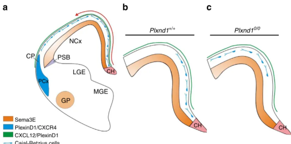 Figure 7 | Proposed role of Sema3E/PlexinD1 in CR cells migration. (a) Cross-sectional diagrams illustrating the pattern of expression of Sema3E, PlexinD1, CXCL12 and CXCR4 in neural elements at E12.5