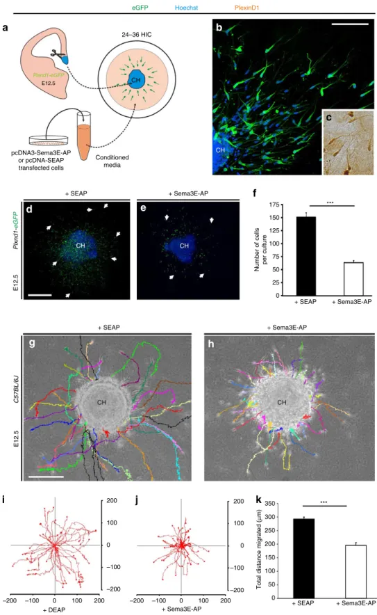 Figure 2 | Sema3E decreases hem-derived CR cell migration in vitro. (a) Schematic representation of the experimental design