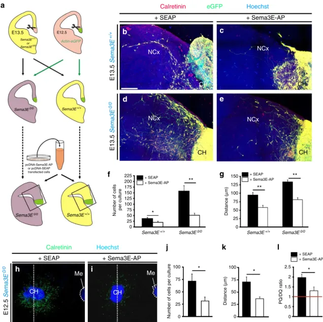 Figure 3 | Migration of CR cells is inhibited by Sema3E in brain slices. (a) Schematic representation of the assay