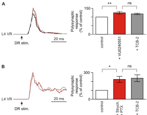 Fig. S6. TCB-2 reduces polysynaptic ventral root responses through a modulation of chloride homeostasis