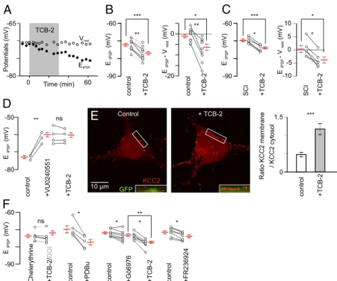 Fig. 2. Involvement of 5-HT 2A Rs via a PKC-dependent signaling pathway. (A) TCB-2 (0.1 μ M; 30 min) induces a hyperpolarizing shift of E IPSP without con- con-comitant effect on V rest (P6)