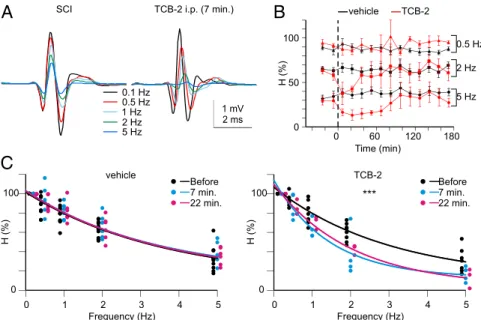 Fig. 4. Activation of 5-HT 2A Rs increases the RDD of the H reﬂex. (A) H max responses evoked in adult rats after SCI before (Left) and 7 min after i.p